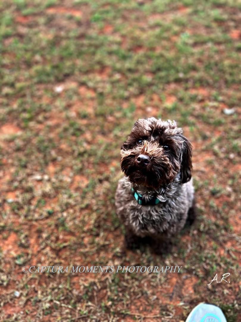 Cooper, an adoptable mixed breed in Woodruff, SC image 4/6