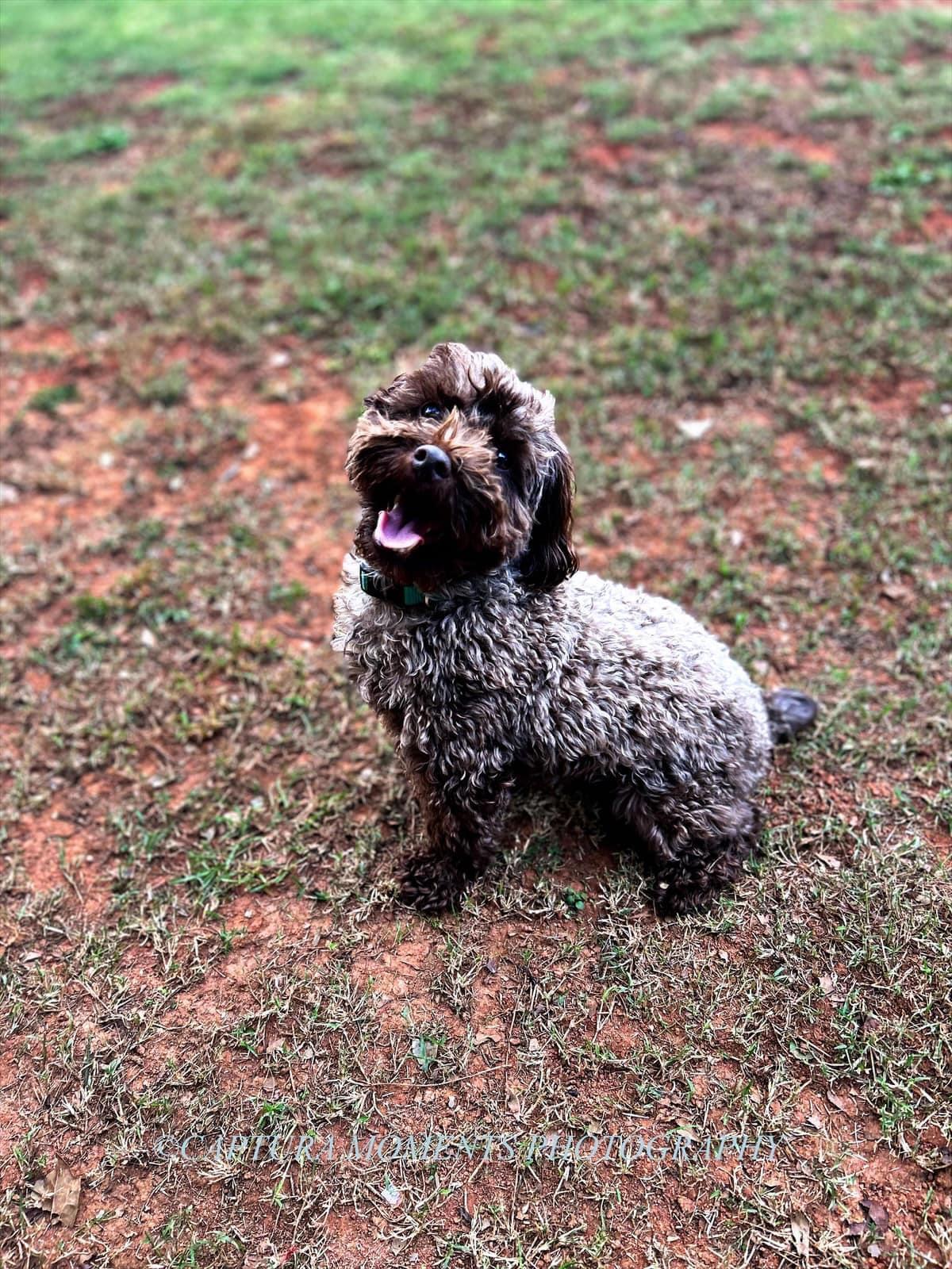 Cooper, an adoptable mixed breed in Woodruff, SC image 3/6