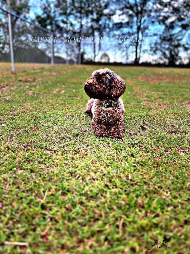Cooper, an adoptable mixed breed in Woodruff, SC image 5/6