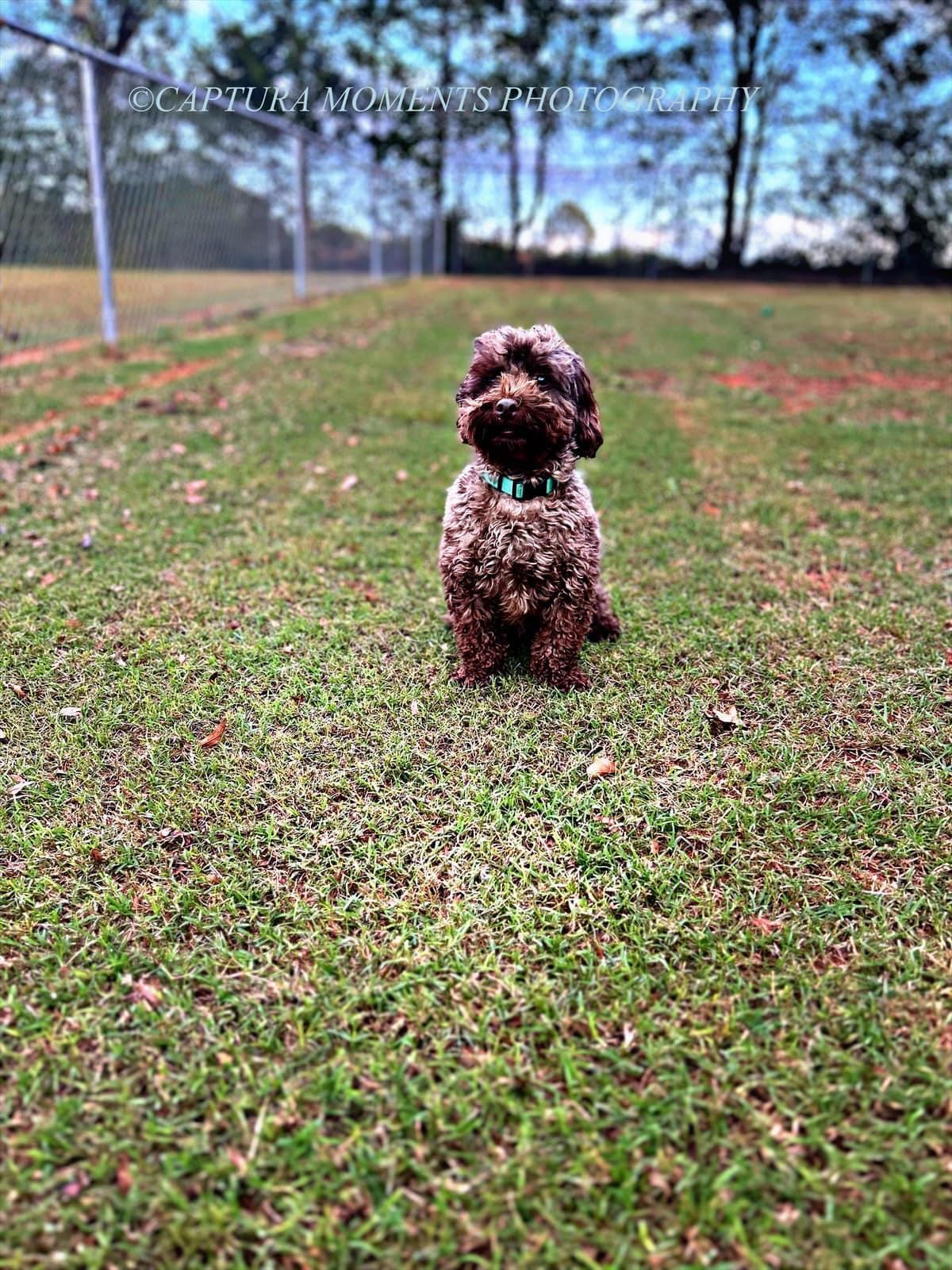 Cooper, an adoptable mixed breed in Woodruff, SC image 2/6
