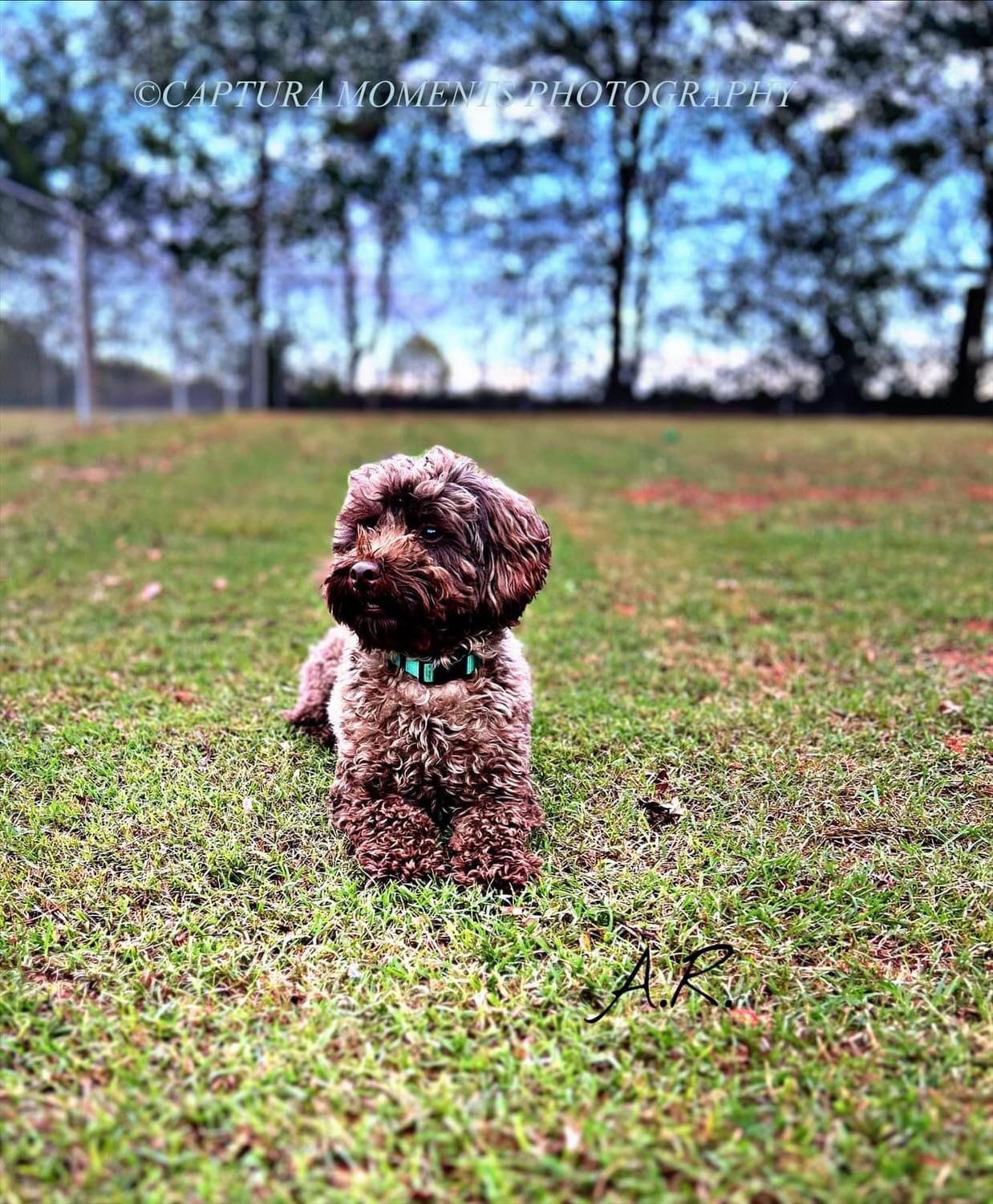 Cooper, an adoptable mixed breed in Woodruff, SC image 1/6