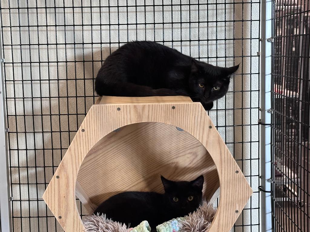 Scottish Jon, Adoptable, Kitten Male Domestic Short Hair.