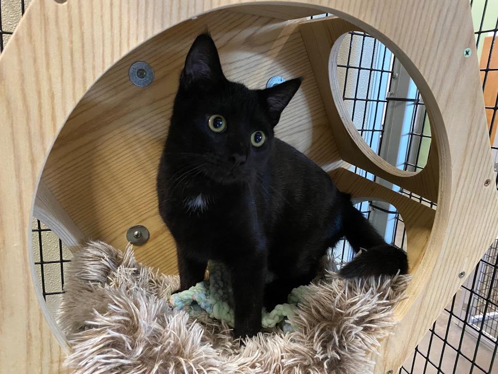 Enlarge Scottish Jon, a Adoptable mixed breed in Raleigh, NC image 2/3