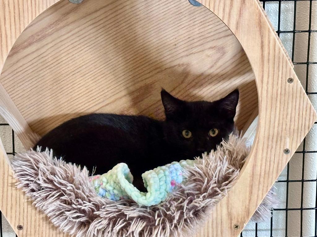 Enlarge Scottish Jon, a Adoptable mixed breed in Raleigh, NC image 3/3