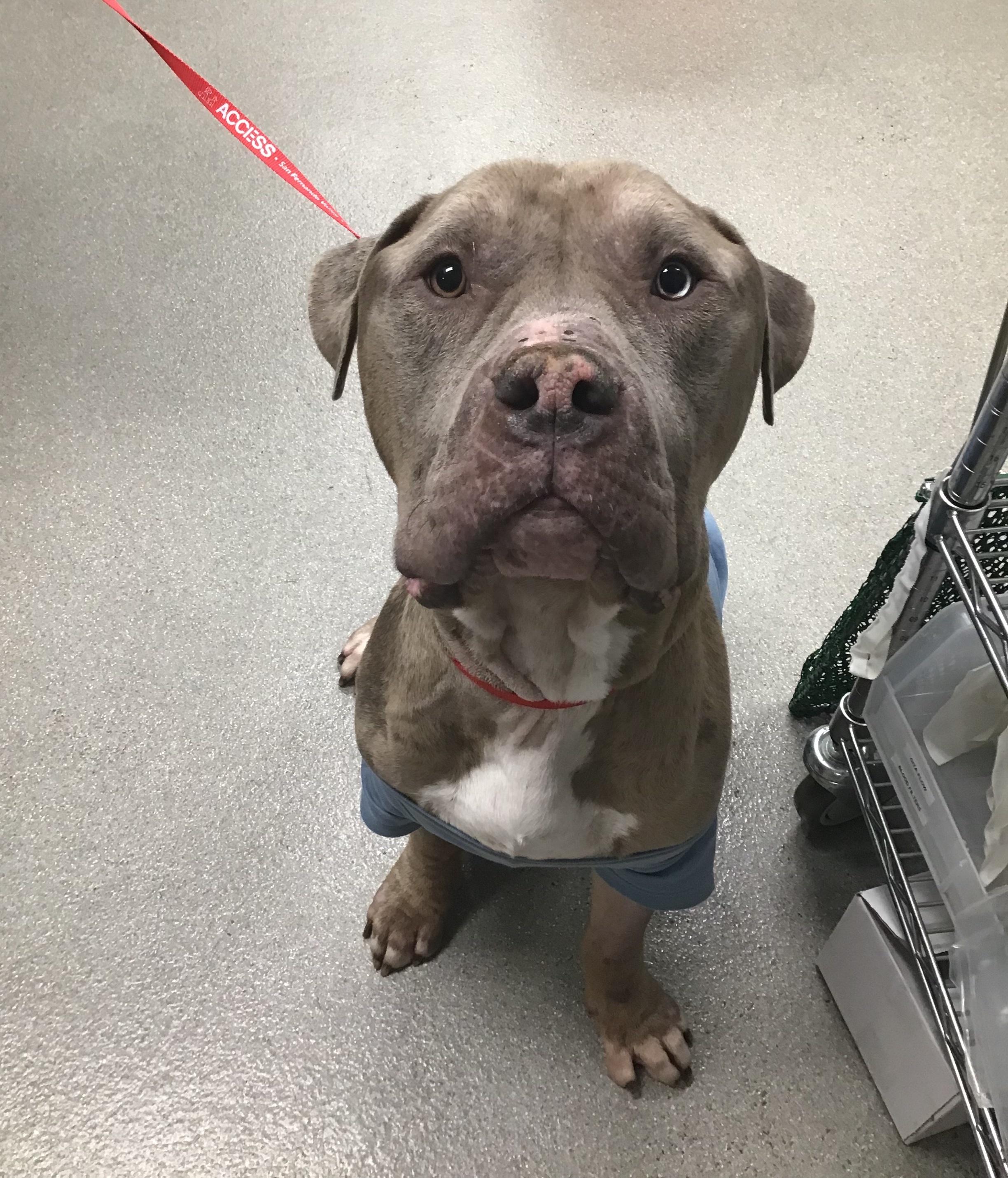 Ralphie, a ADOPTABLE Pit Bull Terrier in Sylmar, CA image 4/4