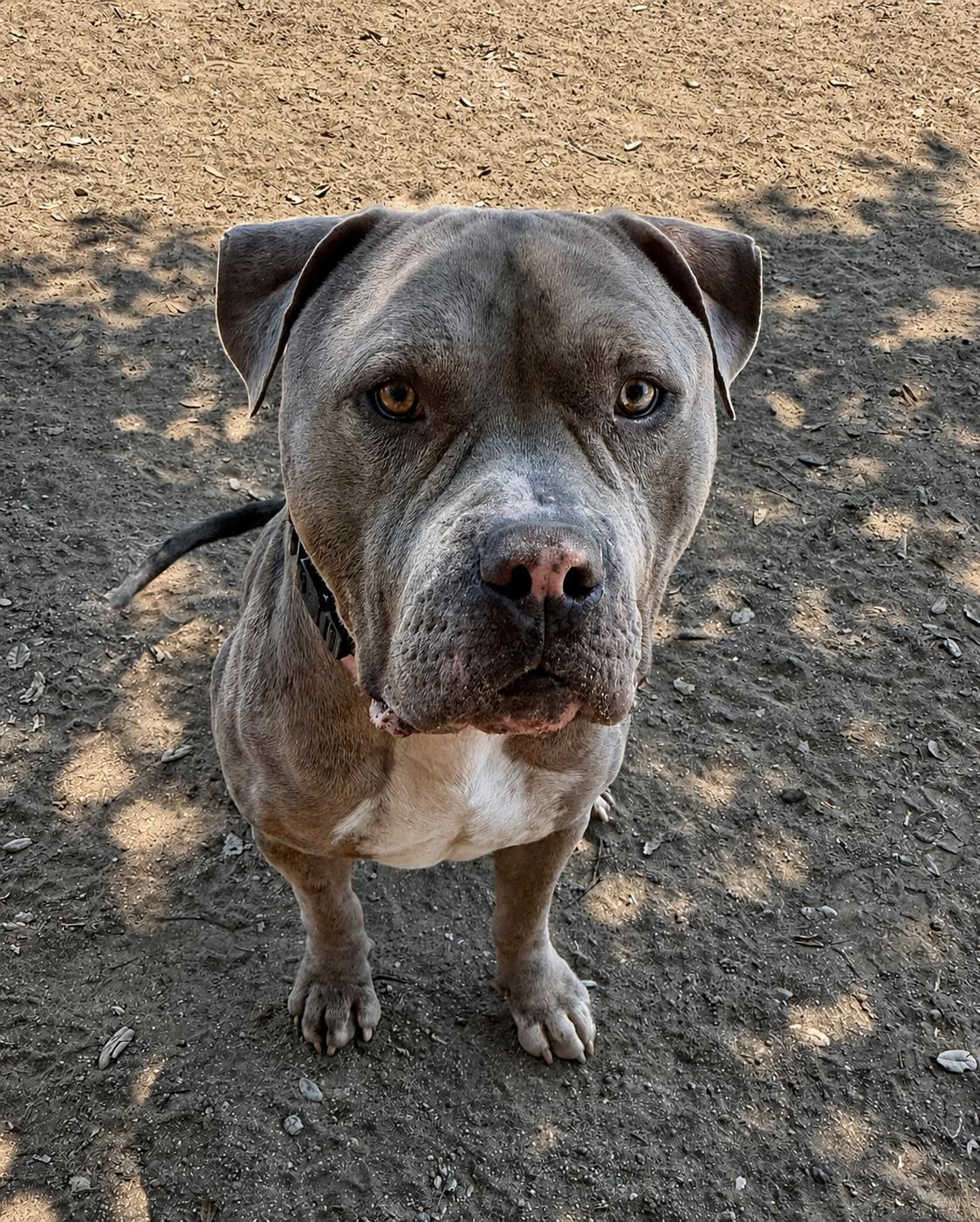 Enlarge Ralphie, a Adoptable Pit Bull Terrier in Sylmar, CA image 6/6
