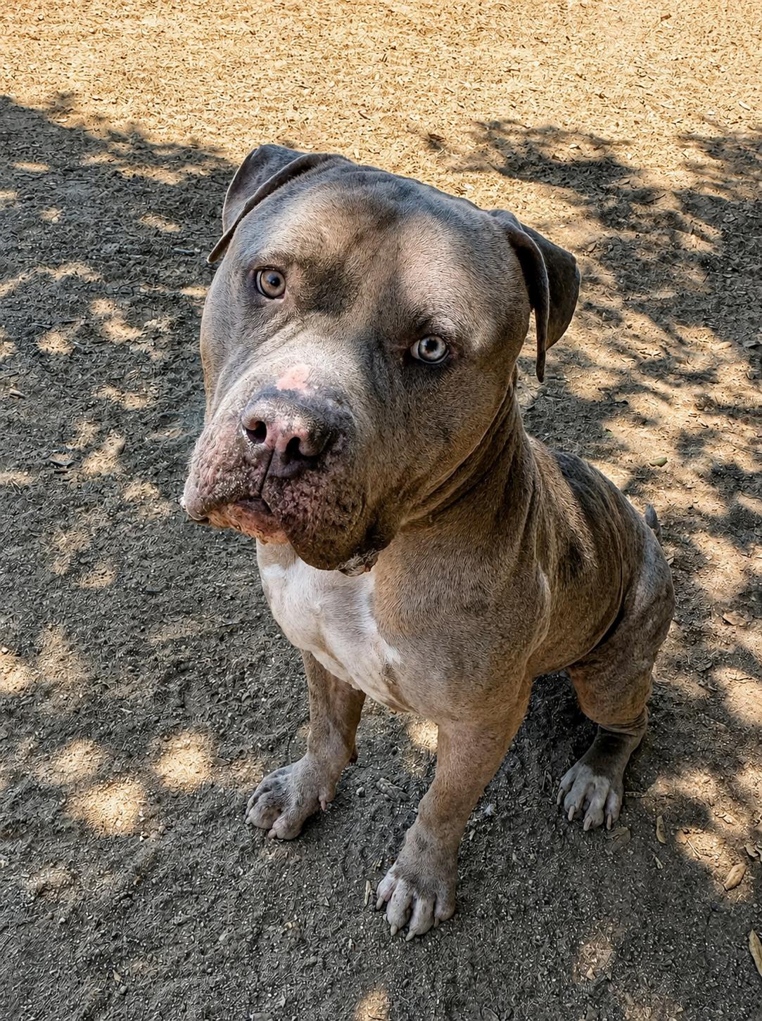 Enlarge Ralphie, a Adoptable Pit Bull Terrier in Sylmar, CA image 1/6