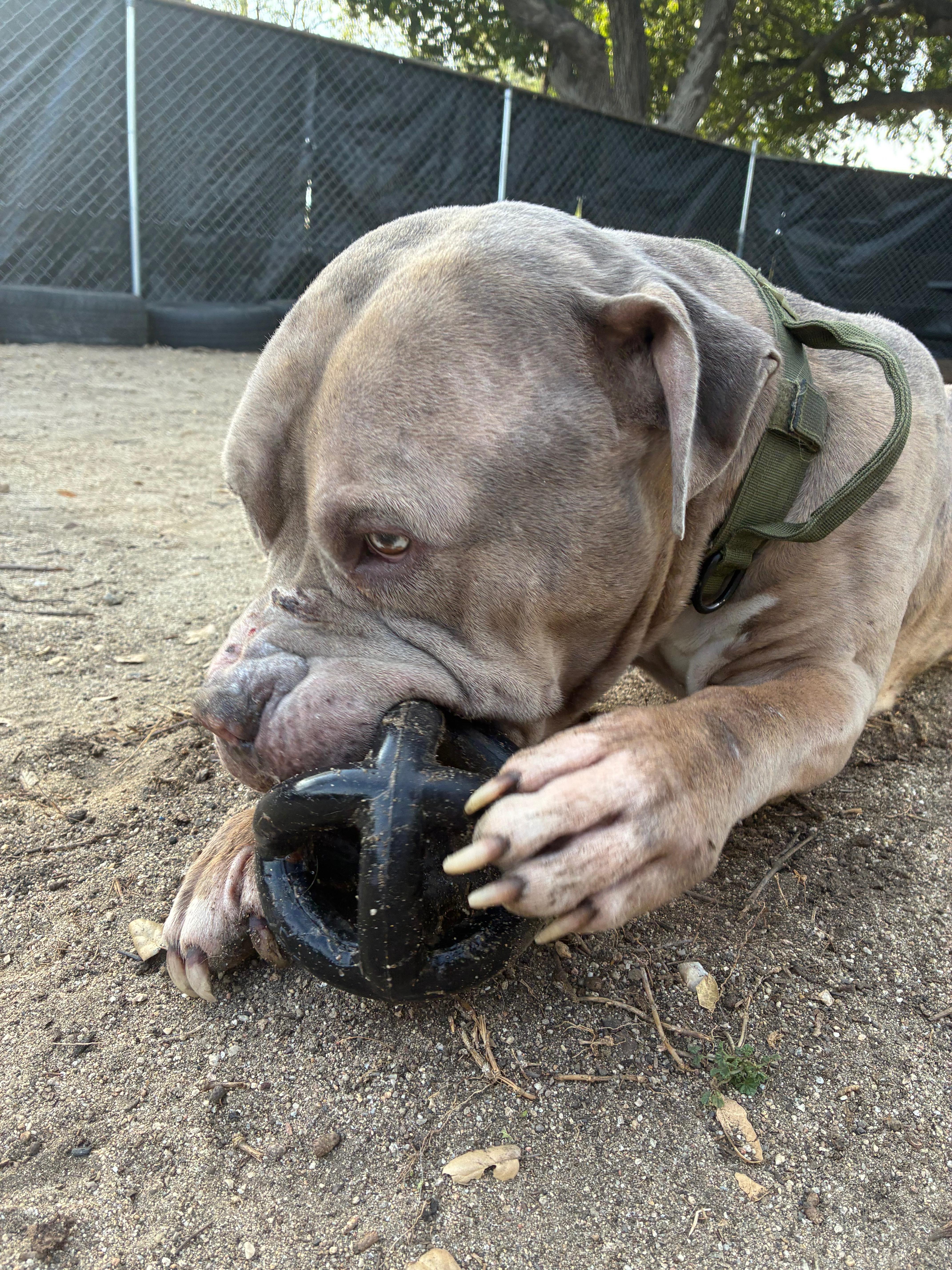 Ralphie, a ADOPTABLE Pit Bull Terrier in Sylmar, CA image 2/4
