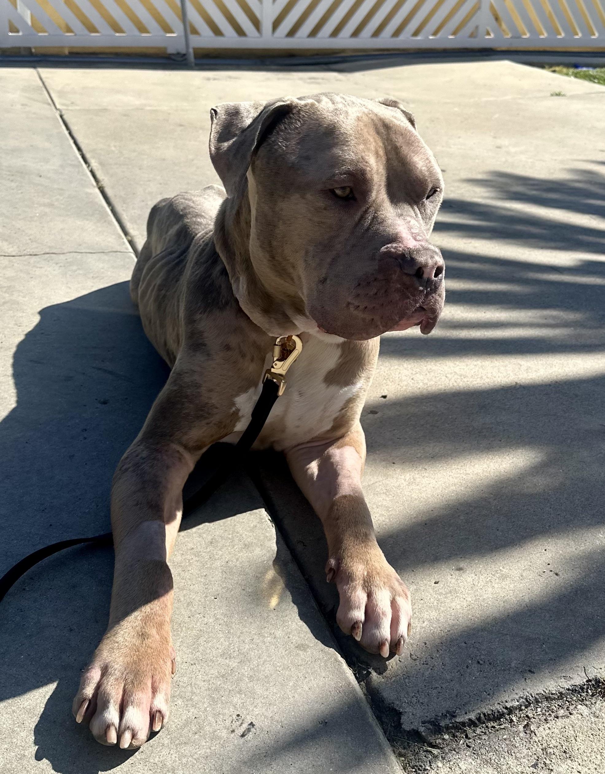 Ralphie, a ADOPTABLE Pit Bull Terrier in Sylmar, CA image 3/4
