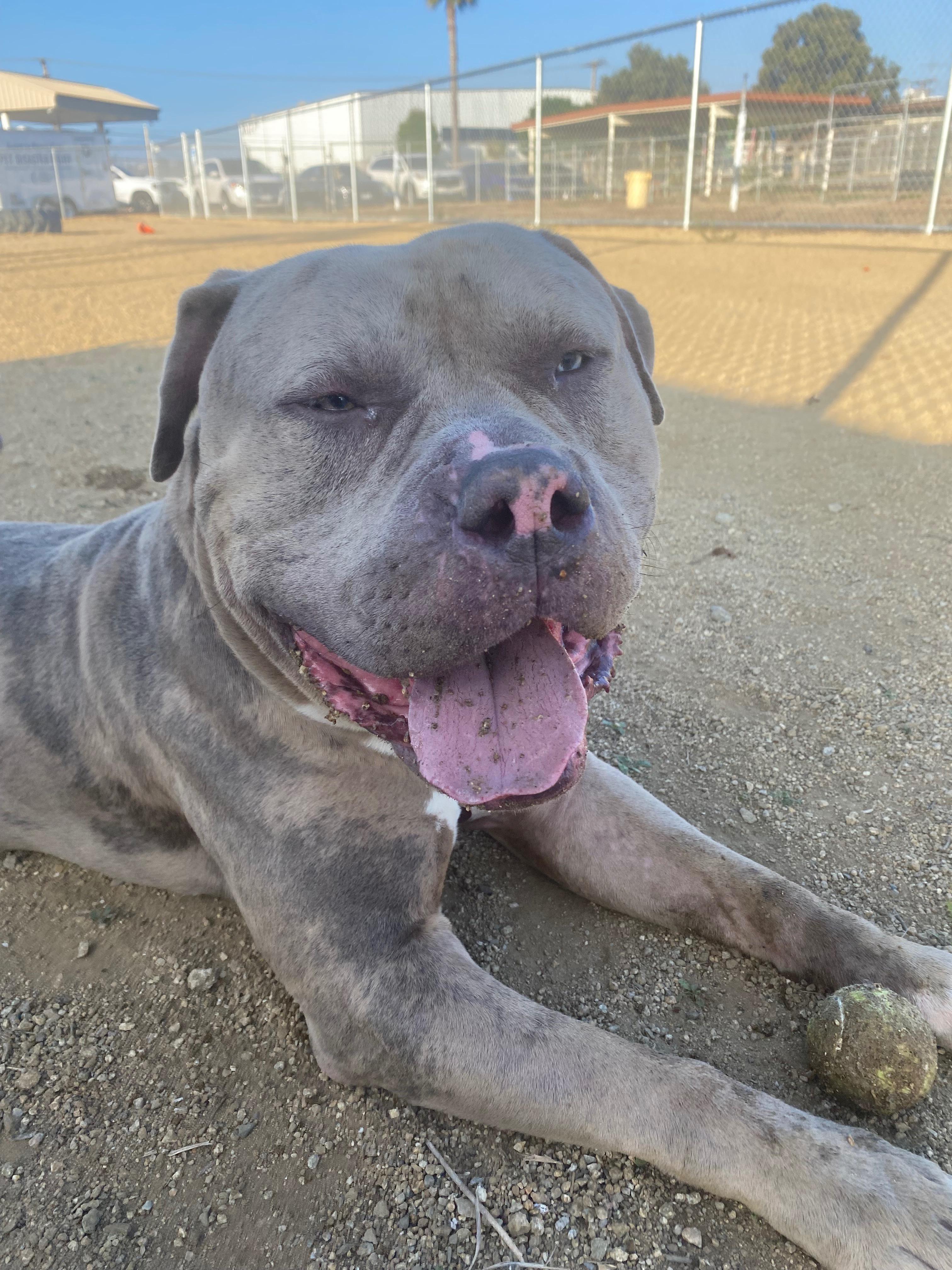 Ralphie, ADOPTABLE, Young Male Pit Bull Terrier.