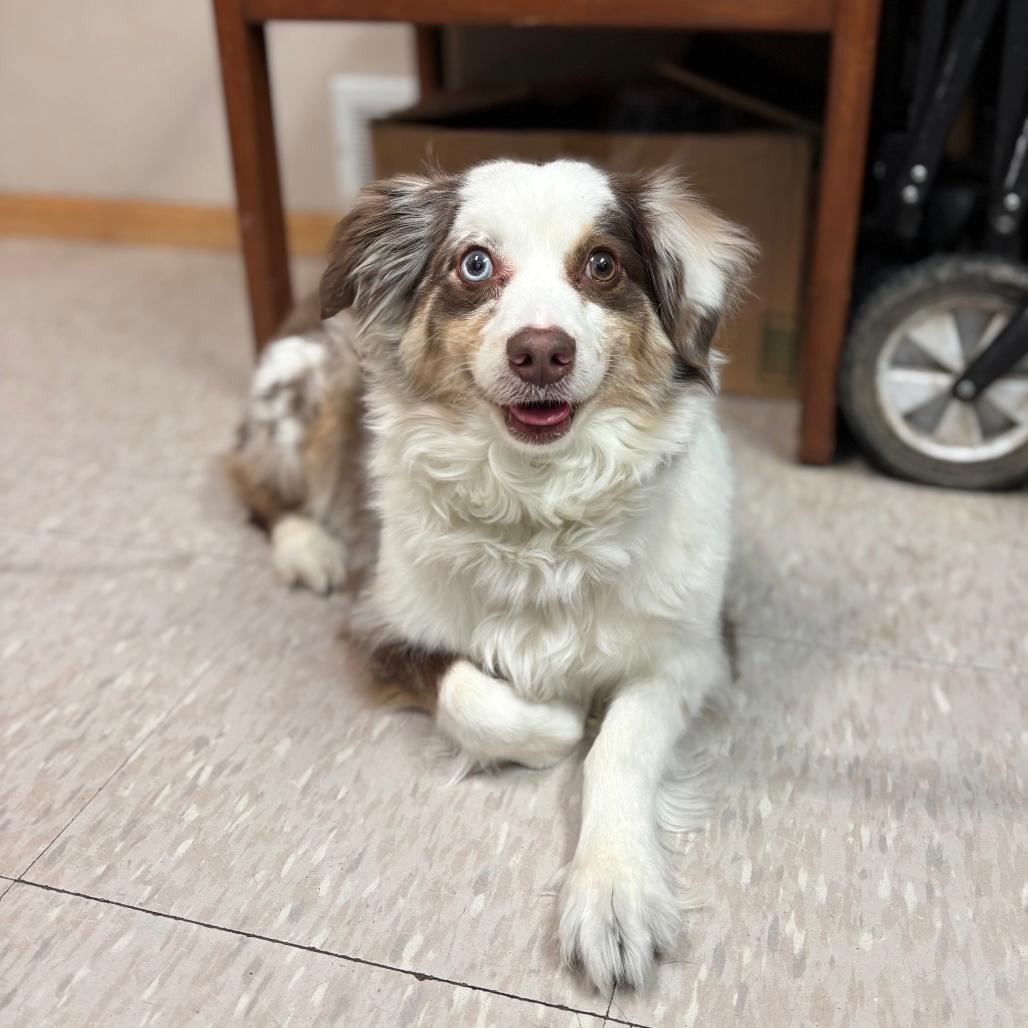 Oakley, Adoptable, Adult Female Australian Shepherd.