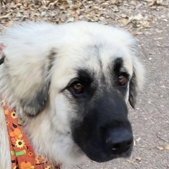 Tori, Adoptable, Young Female Great Pyrenees & Anatolian Shepherd.