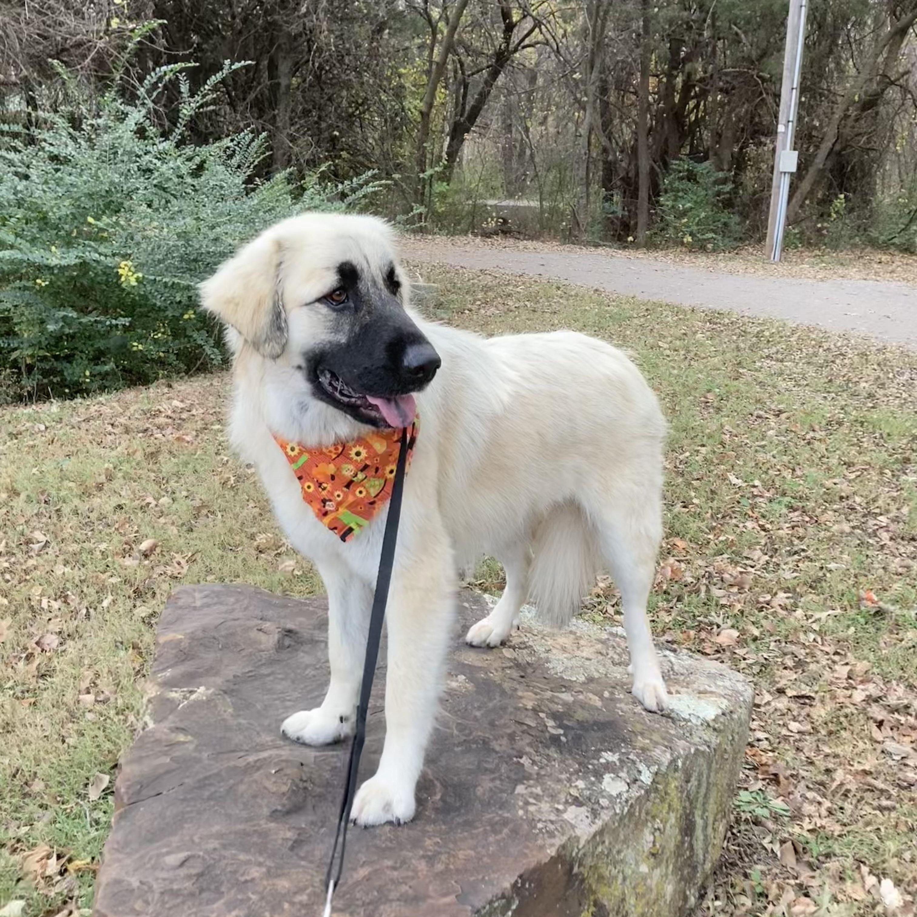 Enlarge Tori, a Adoptable mixed breed in Noble, OK image 5/5
