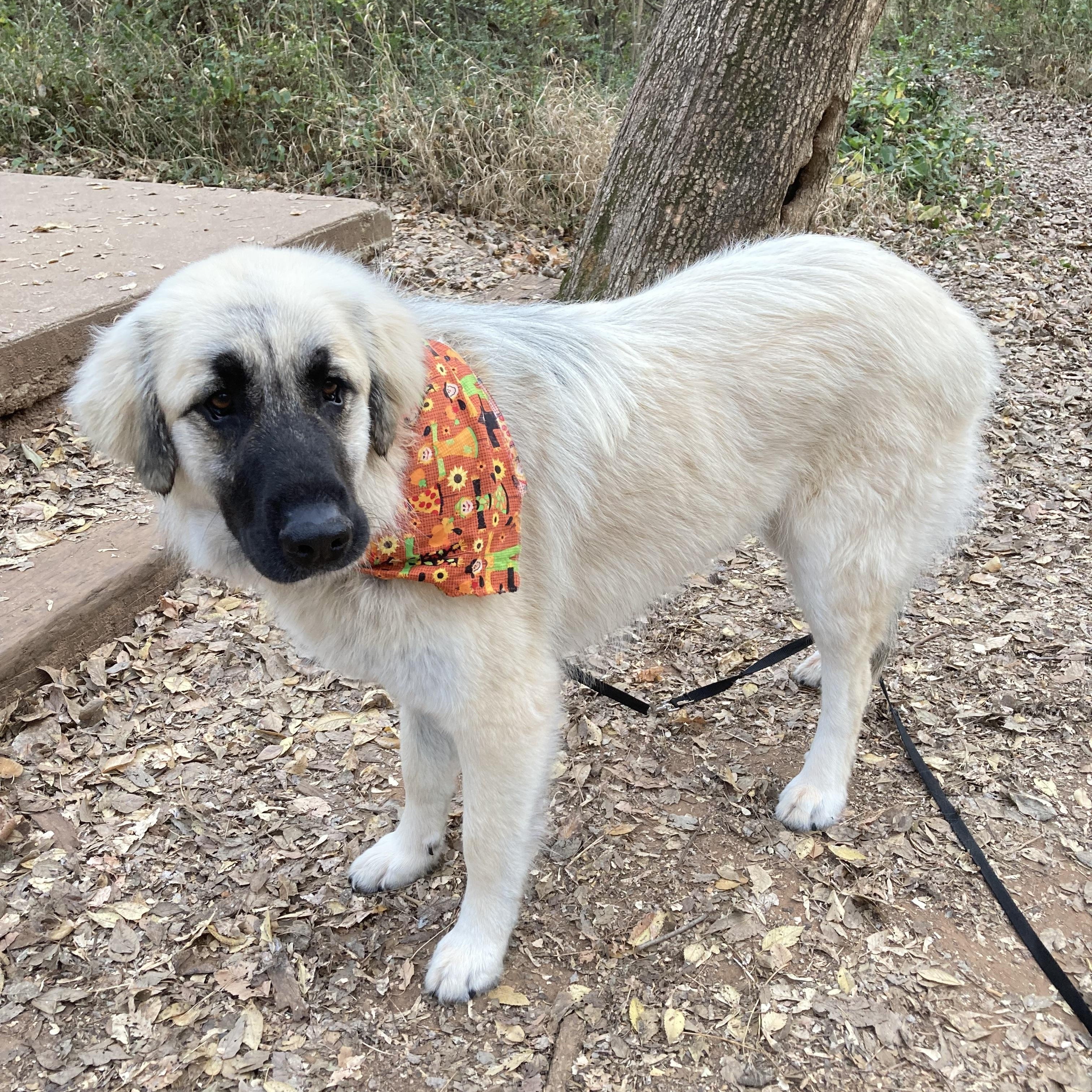 Enlarge Tori, a Adoptable mixed breed in Noble, OK image 3/5