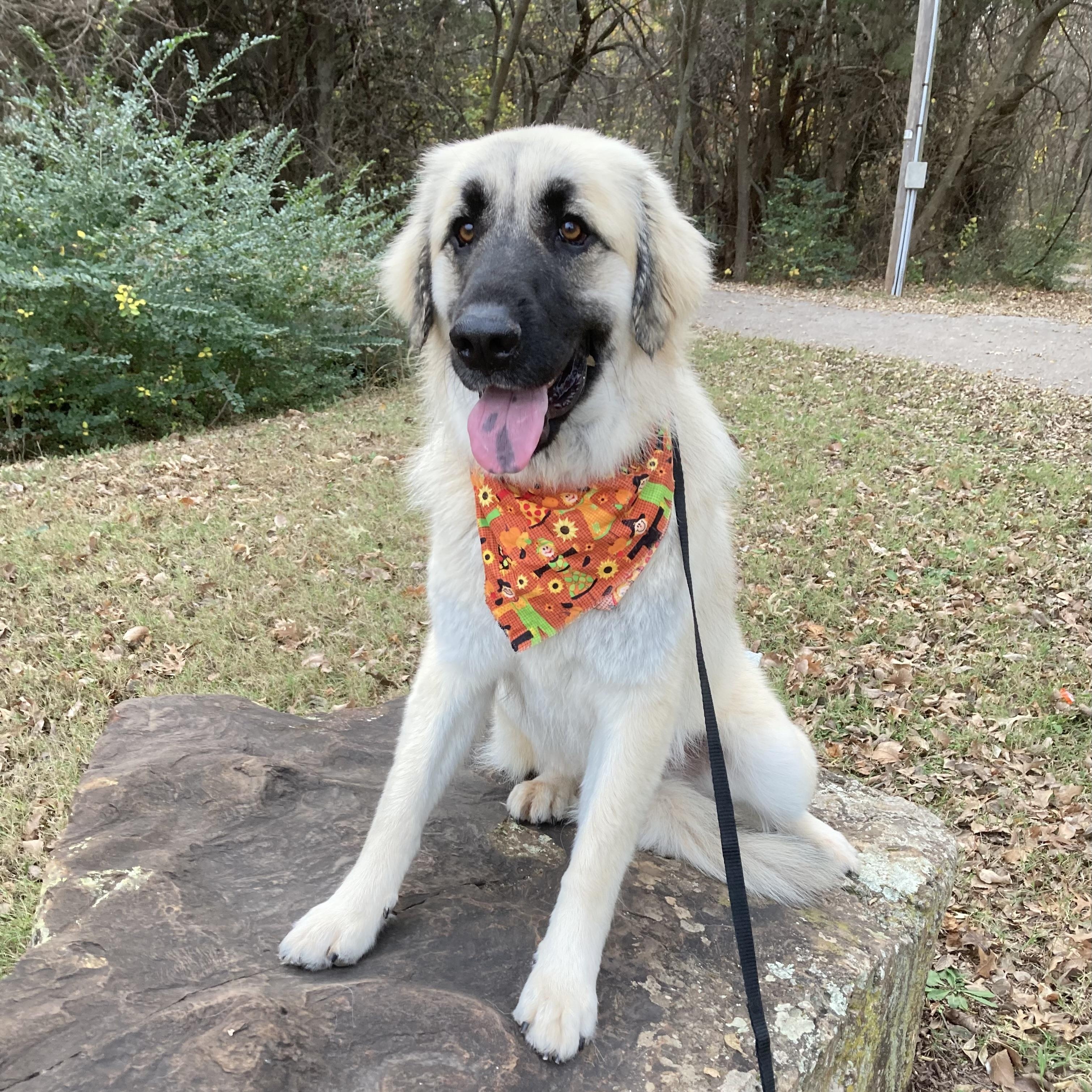 Enlarge Tori, a Adoptable mixed breed in Noble, OK image 2/5