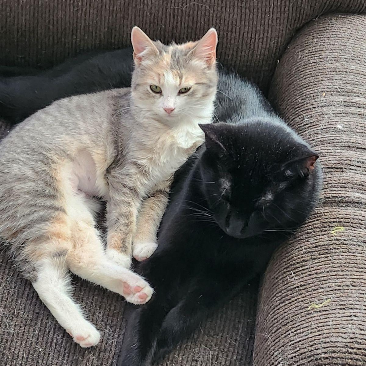 Spock, a Adoptable Domestic Short Hair in Unionville, MO image 2/5