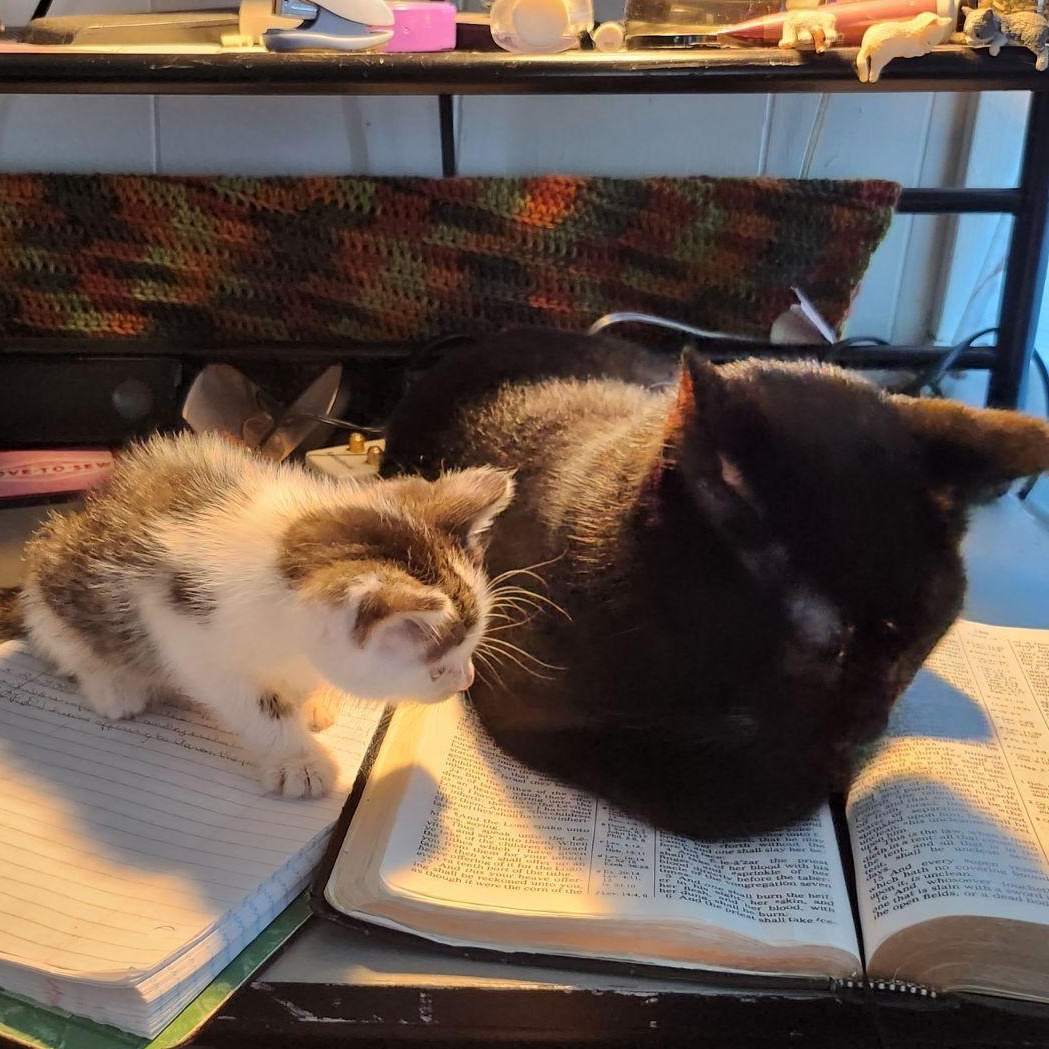 Spock, a Adoptable Domestic Short Hair in Unionville, MO image 4/5