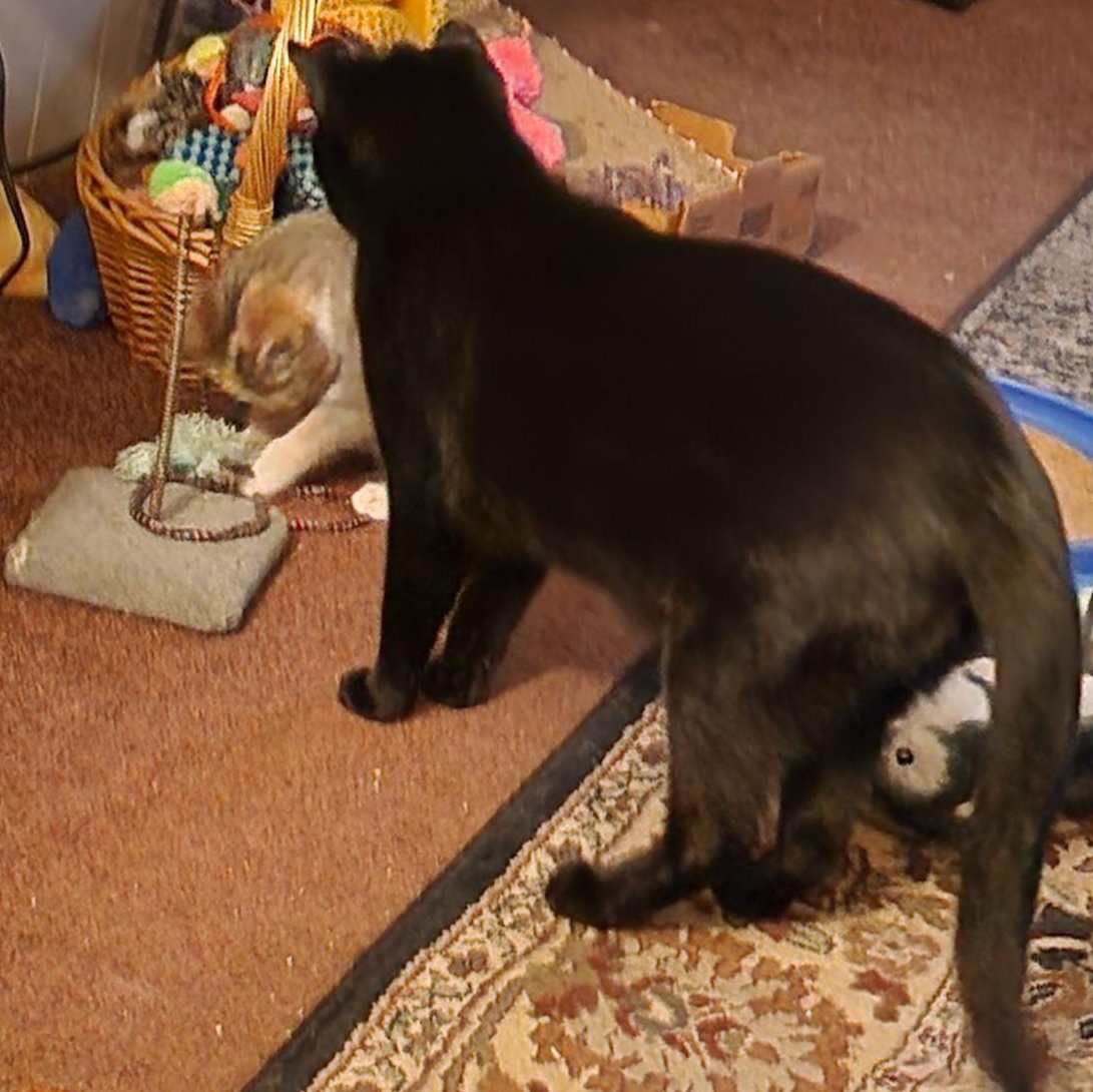 Spock, a Adoptable Domestic Short Hair in Unionville, MO image 5/5