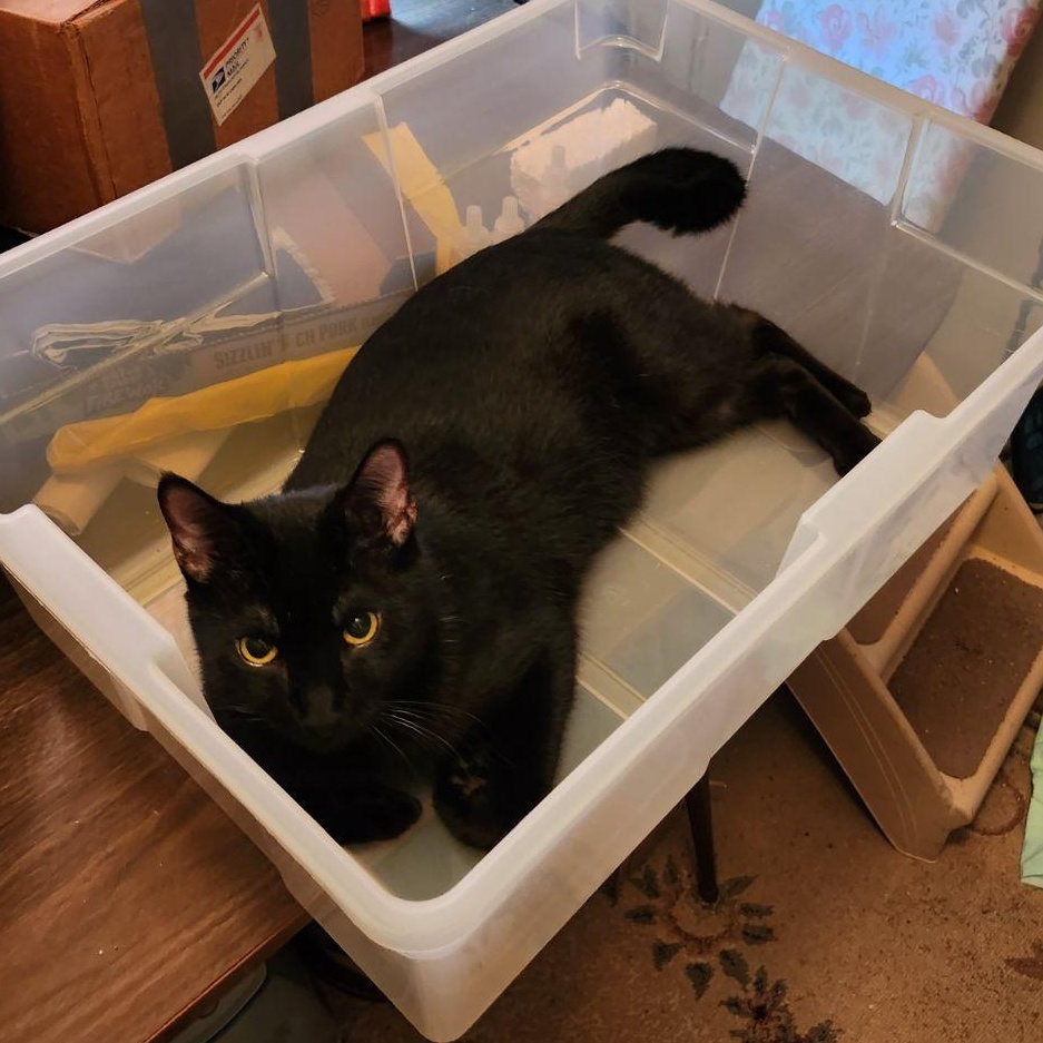 Spock, a Adoptable Domestic Short Hair in Unionville, MO image 3/5