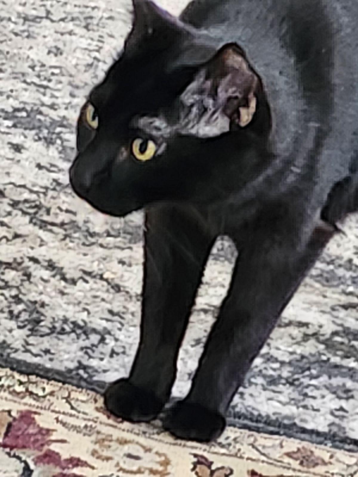 Spock, a Adoptable Domestic Short Hair in Unionville, MO image 1/5