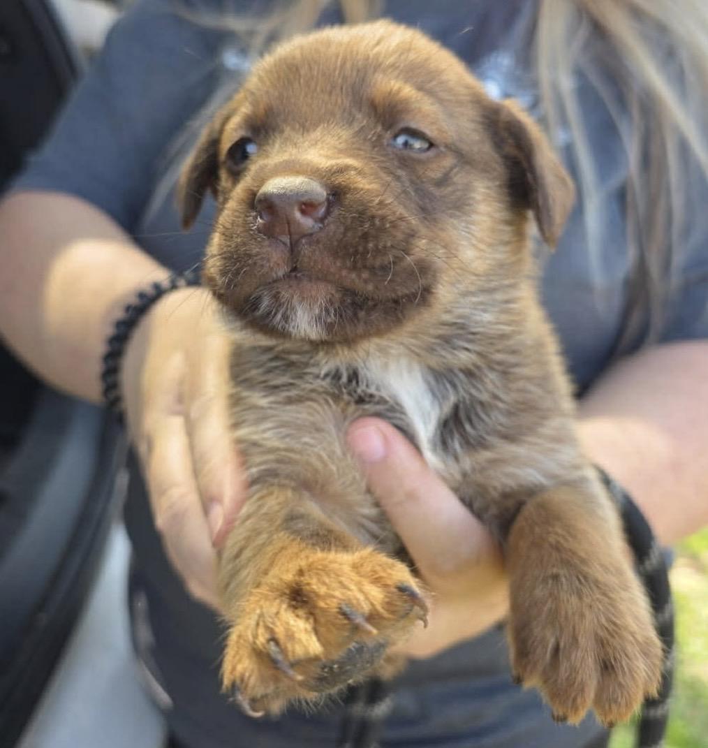 Sheldon , Adoptable, Puppy Male Chocolate Labrador Retriever & Border Collie.