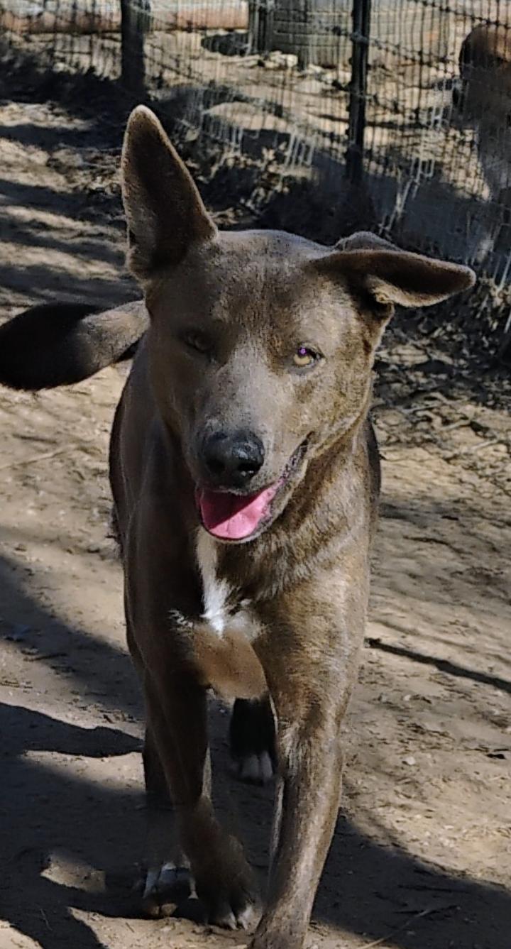 DUKE, ADOPTABLE, Young Male Pit Bull Terrier.