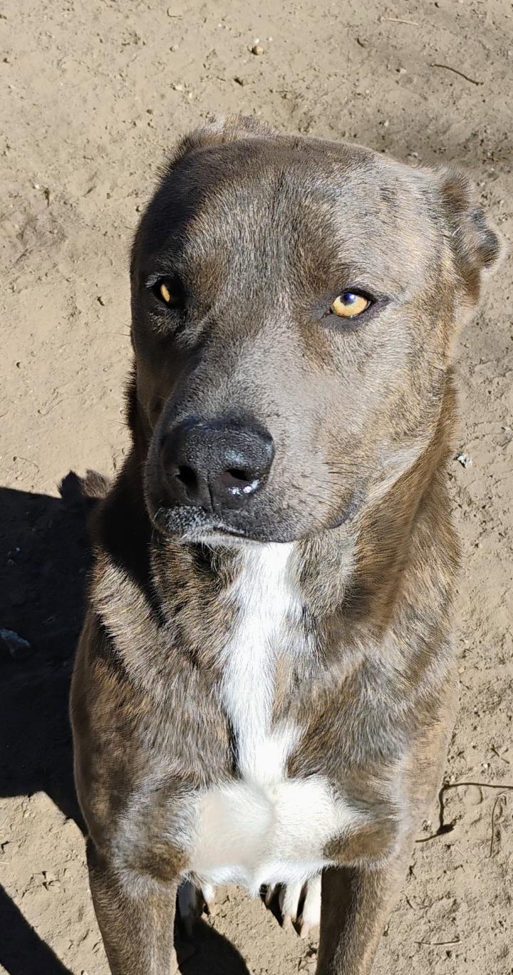 Enlarge DUKE, a ADOPTABLE mixed breed in Saint Jo, TX image 2/2