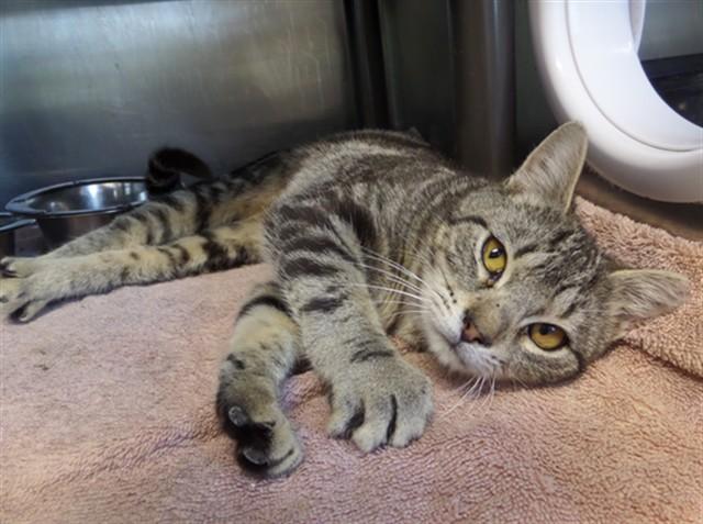 TNR 7, Adoptable, Young Female Domestic Long Hair.