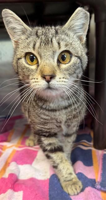 KELLY, Adoptable, Young Female Domestic Long Hair.