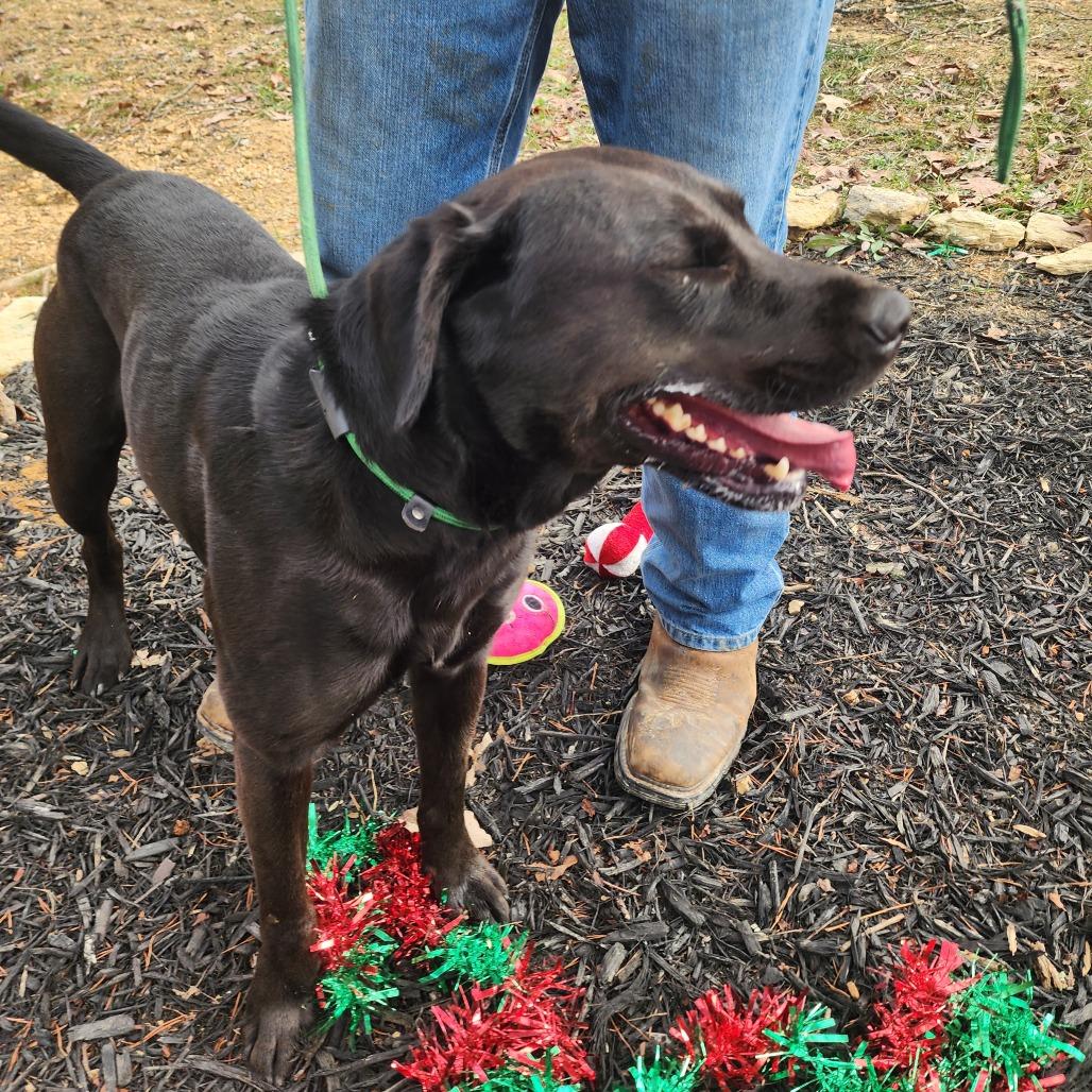 Enlarge Bruce, a Adoptable Labrador Retriever in Evensville, TN image 1/6