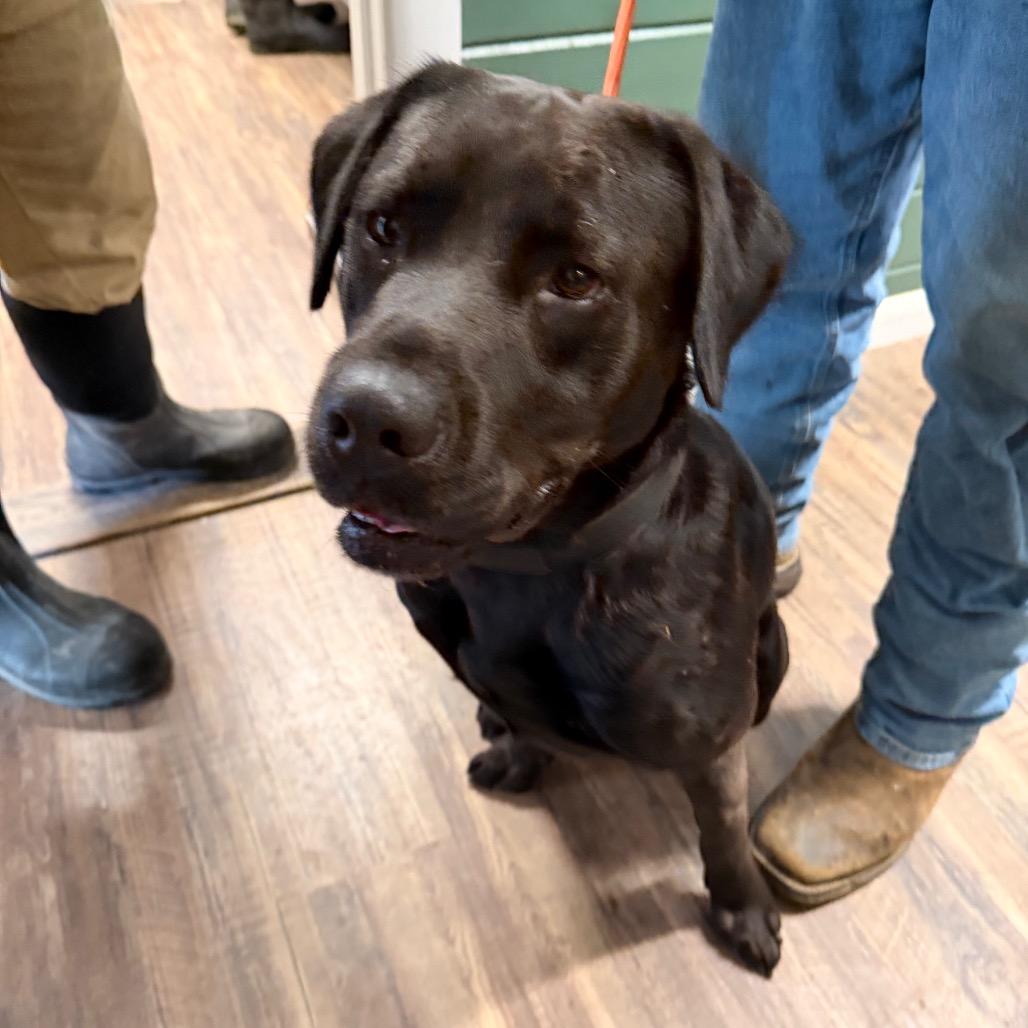 Enlarge Bruce, a Adoptable Labrador Retriever in Evensville, TN image 2/6