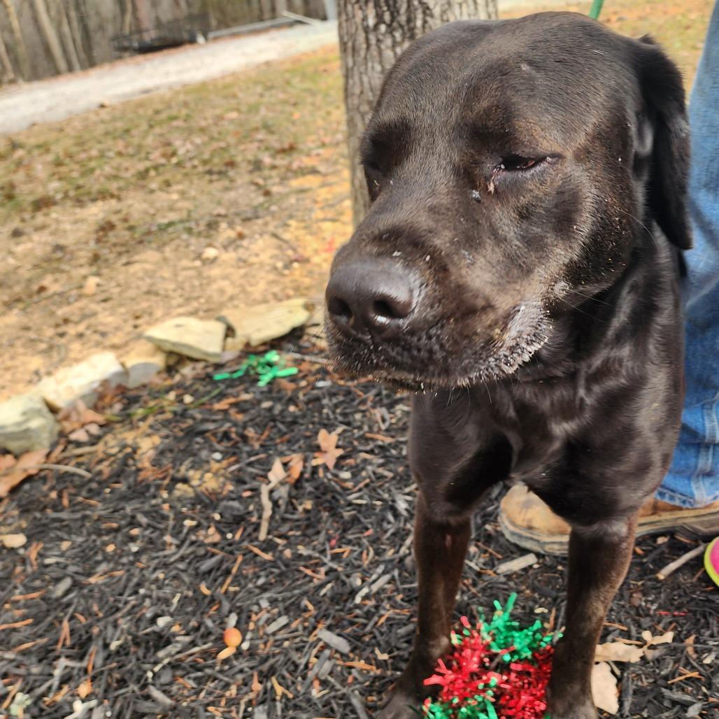 Enlarge Bruce, a Adoptable Labrador Retriever in Evensville, TN image 3/6
