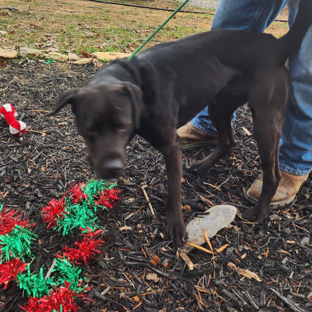 Enlarge Bruce, a Adoptable Labrador Retriever in Evensville, TN image 4/6