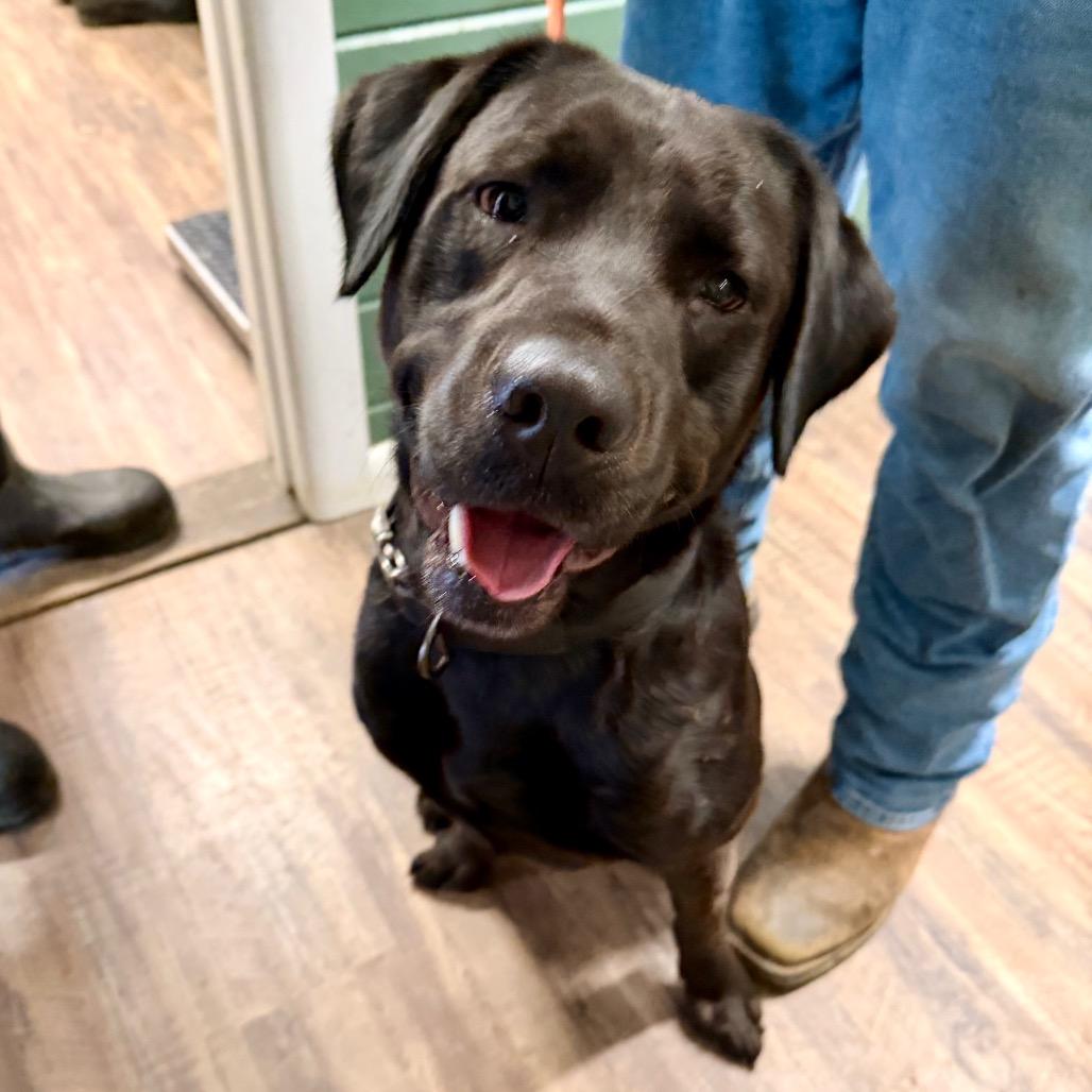 Enlarge Bruce, a Adoptable Labrador Retriever in Evensville, TN image 5/6