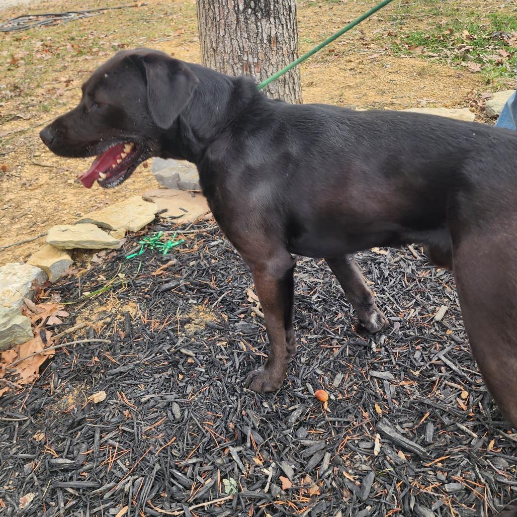 Enlarge Bruce, a Adoptable Labrador Retriever in Evensville, TN image 6/6