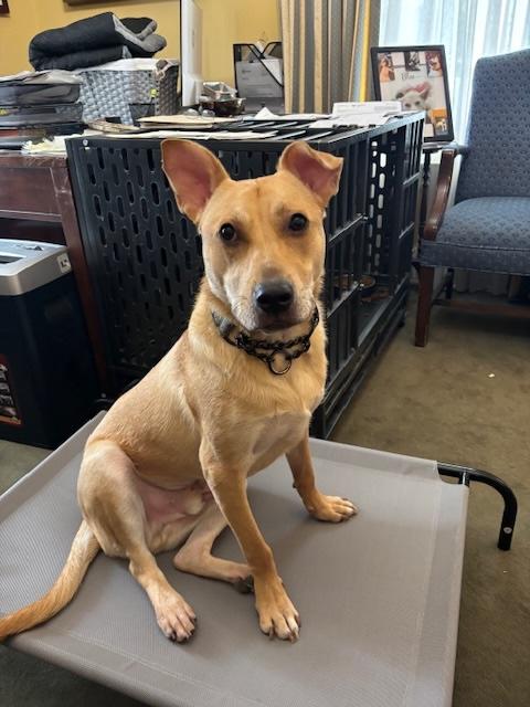 Cooper, a Adoptable mixed breed in Elmwood Park, NJ image 3/3