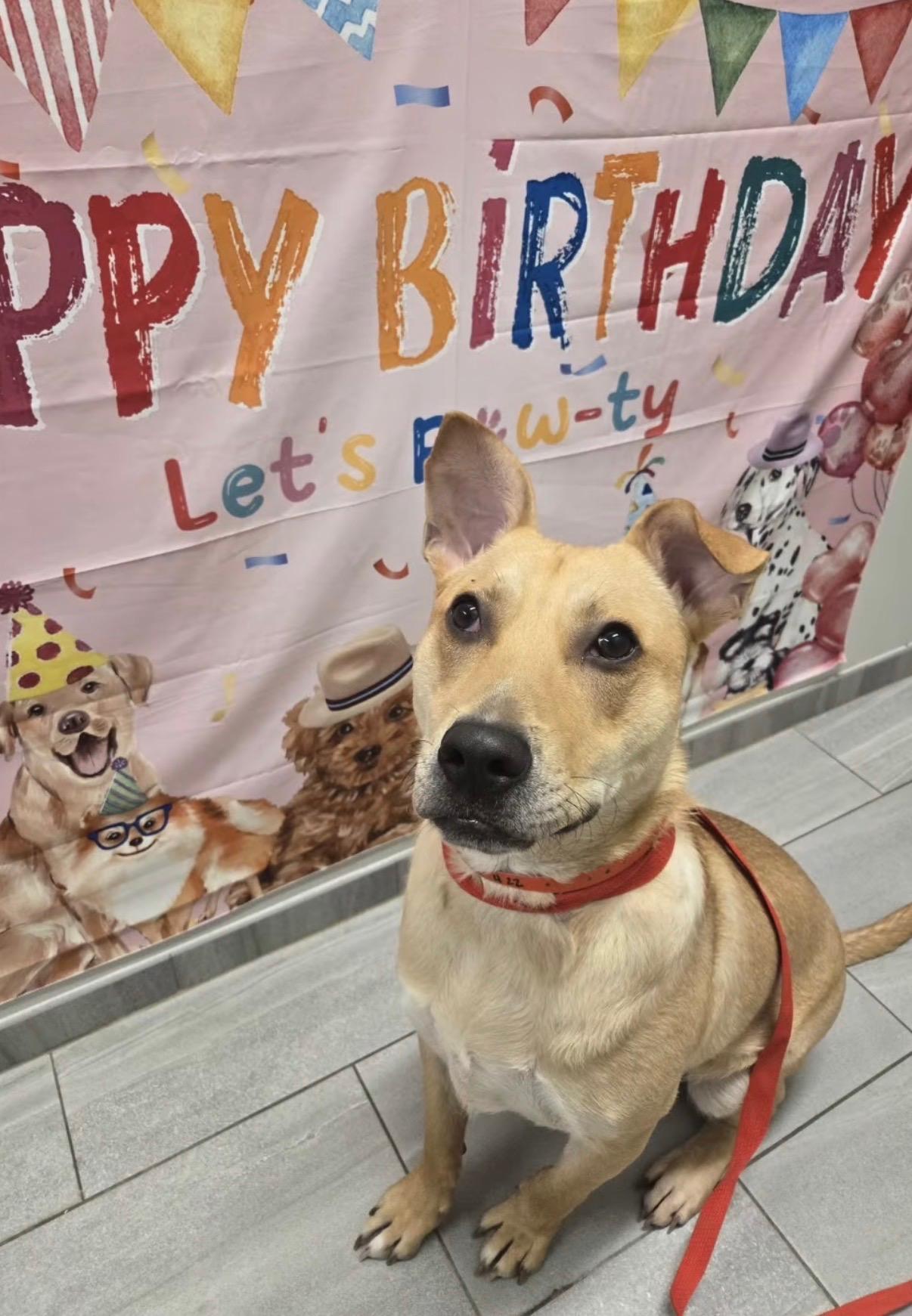 Cooper, Adoptable, Young Male Labrador Retriever & Terrier.