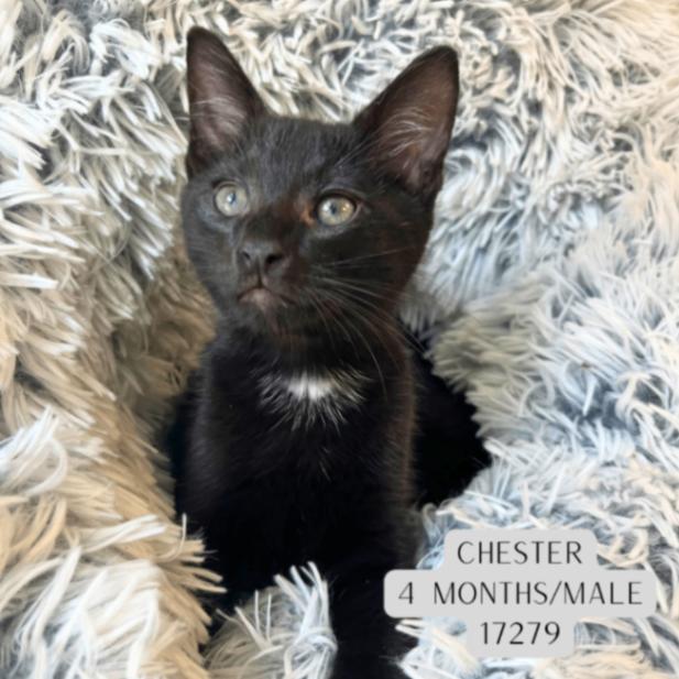 Chester photo