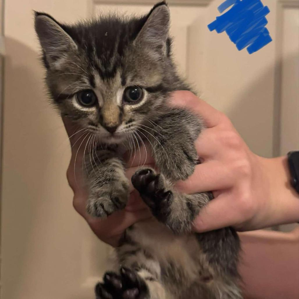 Enlarge Josie, a Adoptable Domestic Short Hair in Buffalo, WY image 1/3