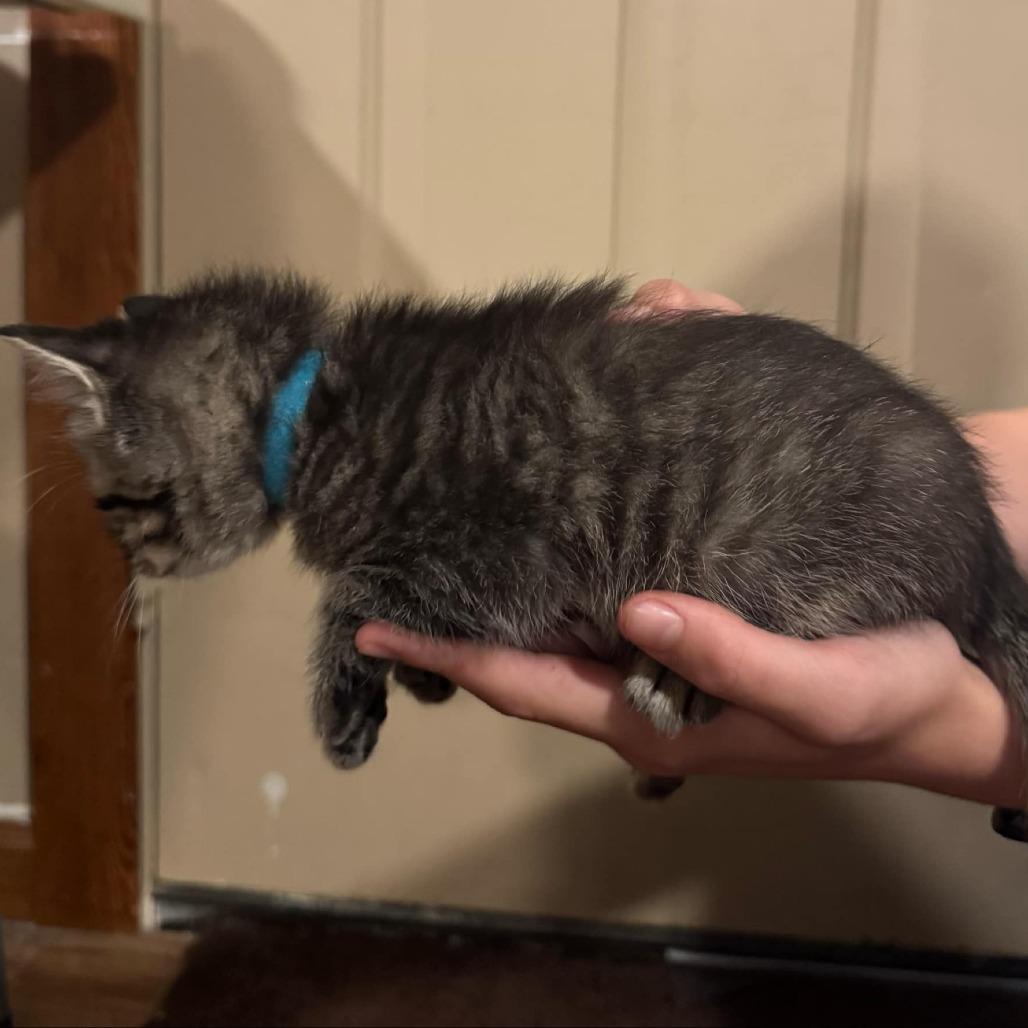 Enlarge Josie, a Adoptable Domestic Short Hair in Buffalo, WY image 2/3