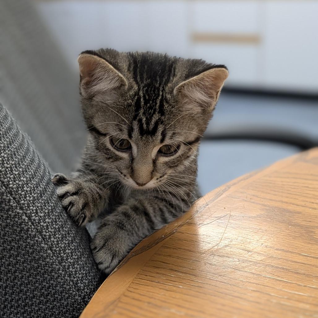 Enlarge Josie, a Adoptable Domestic Short Hair in Buffalo, WY image 3/3