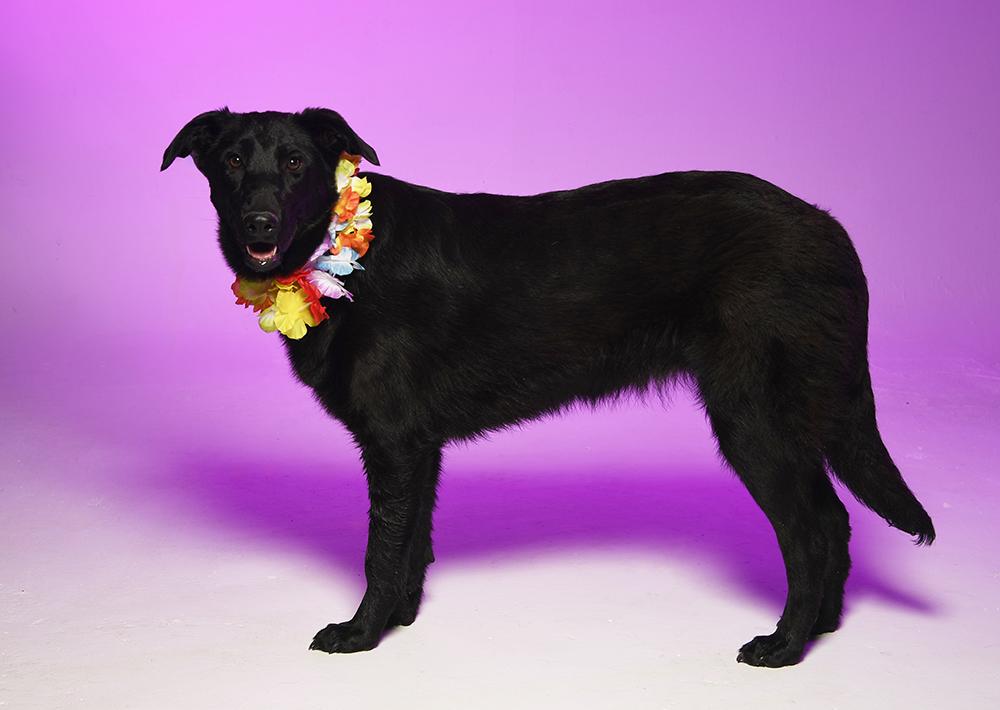 Flora, a Adoptable mixed breed in Cookeville, TN image 3/5