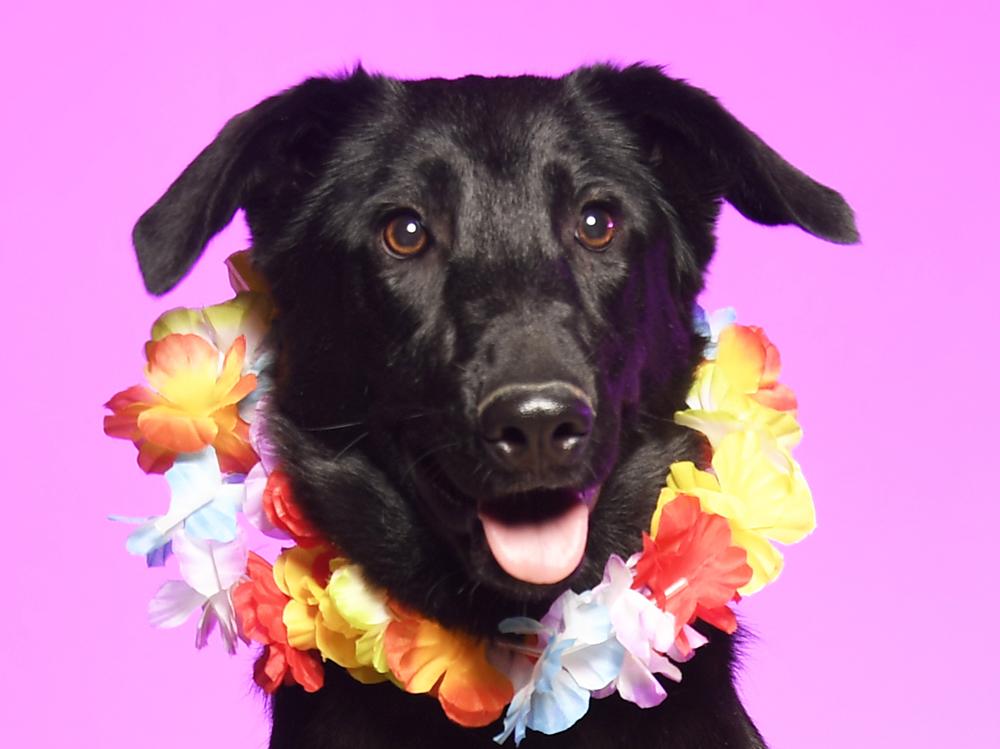 Flora, a Adoptable mixed breed in Cookeville, TN image 1/5