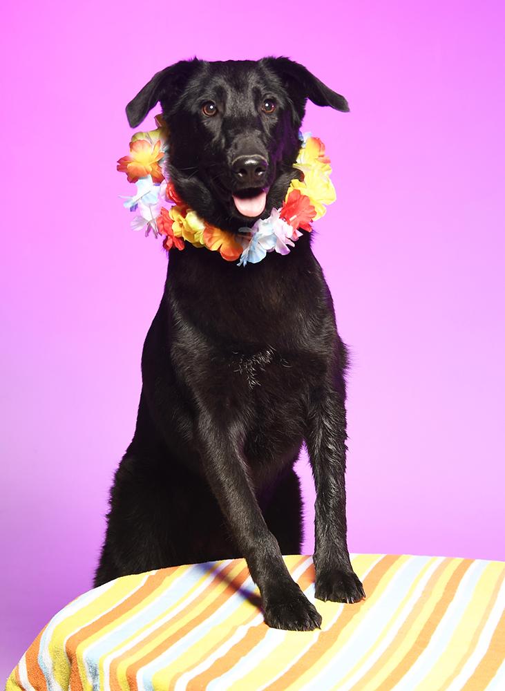 Flora, a Adoptable mixed breed in Cookeville, TN image 5/5