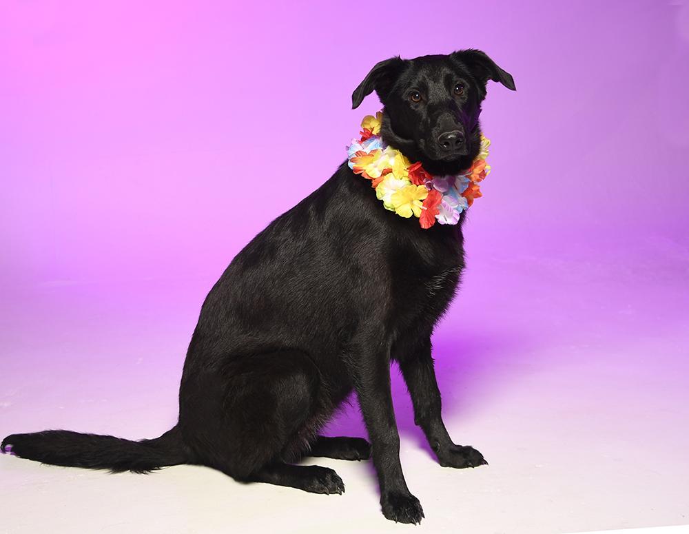 Flora, a Adoptable mixed breed in Cookeville, TN image 4/5