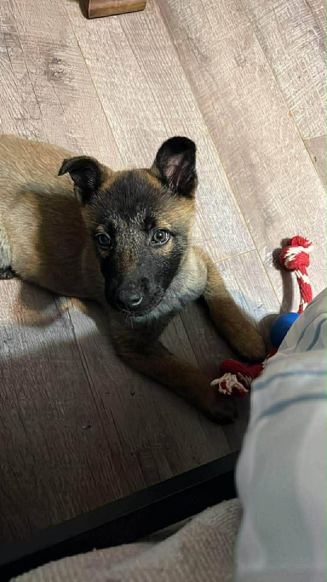 MIYA GS — thumbnail 3