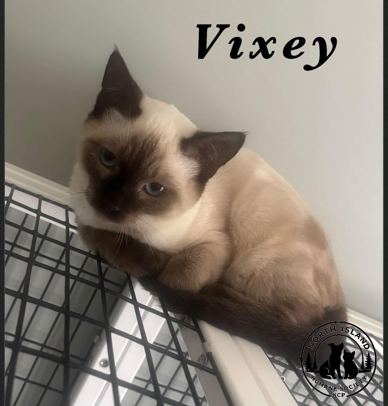 Enlarge Vixey, a ADOPTABLE Siamese in Courtenay, BC image 1/1