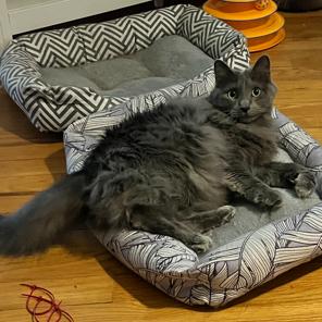 Clyde, Adopted, Adult Male Nebelung.