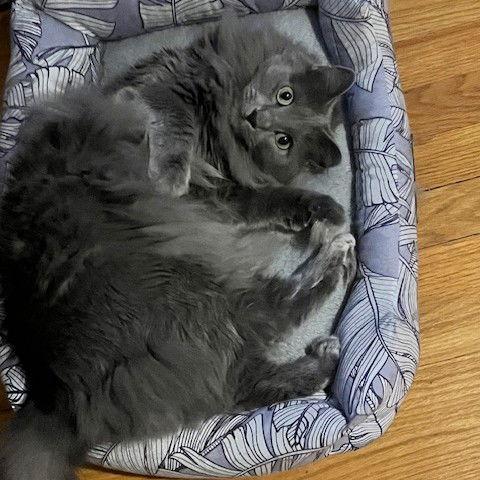 Enlarge Clyde, a Adopted Nebelung in Garland, TX image 2/3