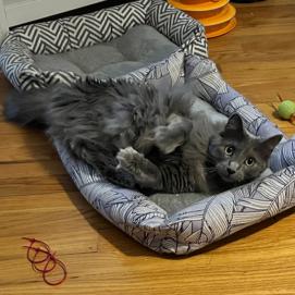 Enlarge Clyde, a Adopted Nebelung in Garland, TX image 3/3